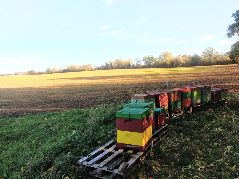 Bienenstand in Travemünde